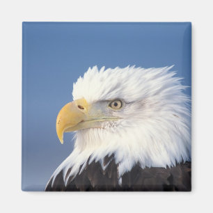 Weißkopfseeadler, Haliaeetus leuccocephalus, Magnet