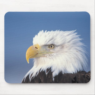 Weißkopfseeadler, Haliaeetus leuccocephalus, Mousepad