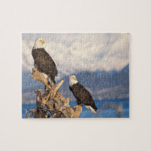 Weißkopfseeadler, Haliaeetus leuccocephalus, Paar