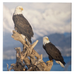 Weißkopfseeadler, Haliaeetus leuccocephalus, Paar Fliese