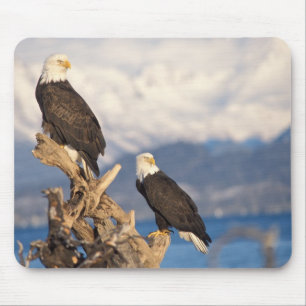Weißkopfseeadler, Haliaeetus leuccocephalus, Paar Mousepad