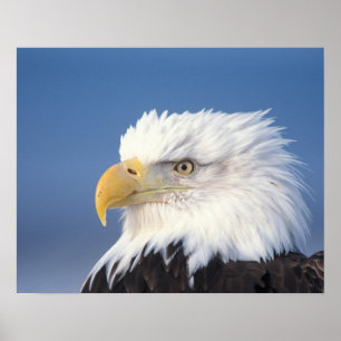 Weißkopfseeadler, Haliaeetus leuccocephalus, Poster