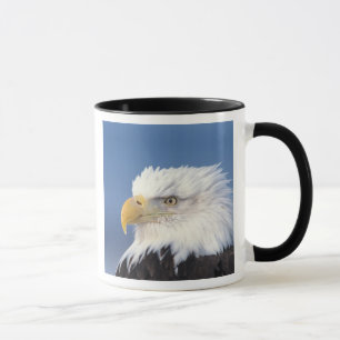 Weißkopfseeadler, Haliaeetus leuccocephalus, Tasse