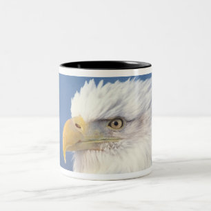 Weißkopfseeadler, Haliaeetus leuccocephalus, Zweifarbige Tasse