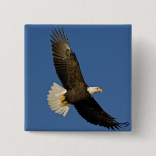 Weißkopfseeadler, Haliaeetus leucocephalus, Homer, Button