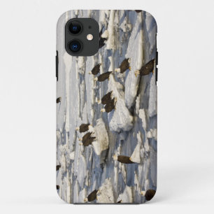 Weißkopfseeadler, Haliaeetus leucocephalus, Homer, Case-Mate iPhone Hülle