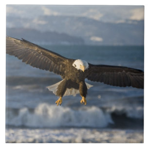 Weißkopfseeadler, Haliaeetus leucocephalus, Homer, Fliese