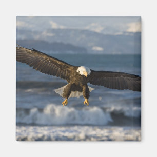 Weißkopfseeadler, Haliaeetus leucocephalus, Homer, Magnet