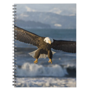 Weißkopfseeadler, Haliaeetus leucocephalus, Homer, Notizblock