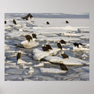 Weißkopfseeadler, Haliaeetus leucocephalus, Homer, Poster