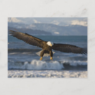 Weißkopfseeadler, Haliaeetus leucocephalus, Homer, Postkarte