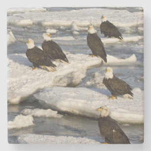 Weißkopfseeadler, Haliaeetus leucocephalus, Homer, Steinuntersetzer