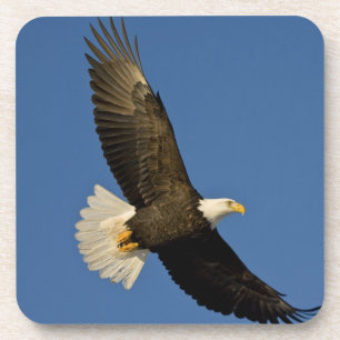 Weißkopfseeadler, Haliaeetus leucocephalus, Homer, Untersetzer