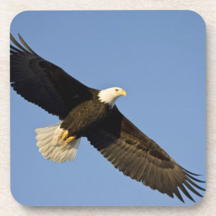 Weißkopfseeadler, Haliaeetus leucocephalus, Homer, Untersetzer