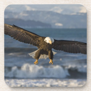 Weißkopfseeadler, Haliaeetus leucocephalus, Homer, Untersetzer
