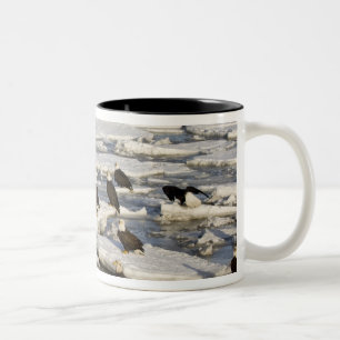 Weißkopfseeadler, Haliaeetus leucocephalus, Homer, Zweifarbige Tasse