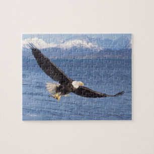 Weißkopfseeadler, Haliaeetus leucocephalus, im Flu