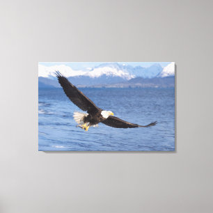 Weißkopfseeadler, Haliaeetus leucocephalus, im Flu Leinwanddruck