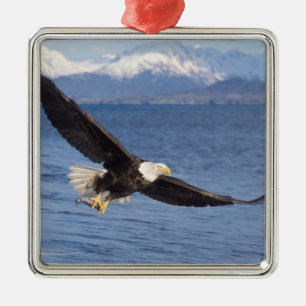 Weißkopfseeadler, Haliaeetus leucocephalus, im Flu Ornament Aus Metall