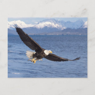 Weißkopfseeadler, Haliaeetus leucocephalus, im Flu Postkarte