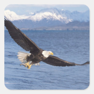 Weißkopfseeadler, Haliaeetus leucocephalus, im Flu Quadratischer Aufkleber