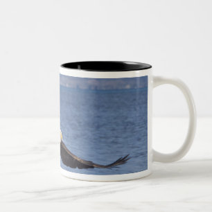 Weißkopfseeadler, Haliaeetus leucocephalus, im Flu Zweifarbige Tasse
