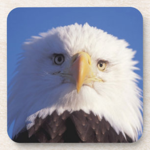 Weißkopfseeadler, Haliaeetus leucocephalus, Kopfau Getränkeuntersetzer