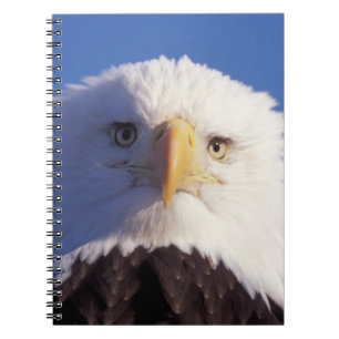 Weißkopfseeadler, Haliaeetus leucocephalus, Kopfau Notizblock