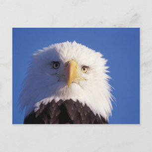 Weißkopfseeadler, Haliaeetus leucocephalus, Kopfau Postkarte