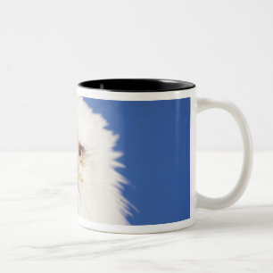 Weißkopfseeadler, Haliaeetus leucocephalus, Kopfau Zweifarbige Tasse