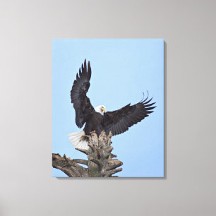 Weißkopfseeadler (Haliaeetus leucocephalus) mit Fl Leinwanddruck