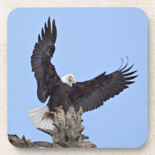 Weißkopfseeadler (Haliaeetus leucocephalus) mit Fl Untersetzer