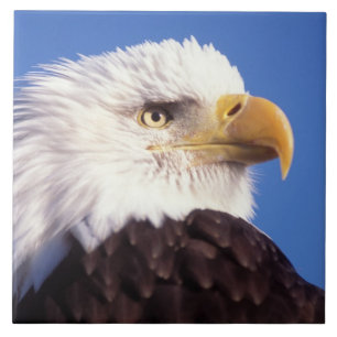 Weißkopfseeadler, Haliaeetus leucocephalus, Nahauf Fliese