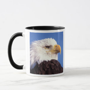 Weißkopfseeadler, Haliaeetus leucocephalus, Nahauf Tasse