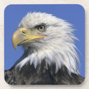 Weißkopfseeadler, (Haliaeetus leucocephalus), wild Getränkeuntersetzer