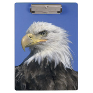 Weißkopfseeadler, (Haliaeetus leucocephalus), wild Klemmbrett