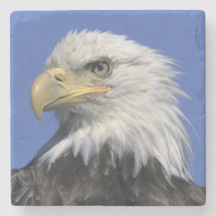 Weißkopfseeadler, (Haliaeetus leucocephalus), wild Steinuntersetzer