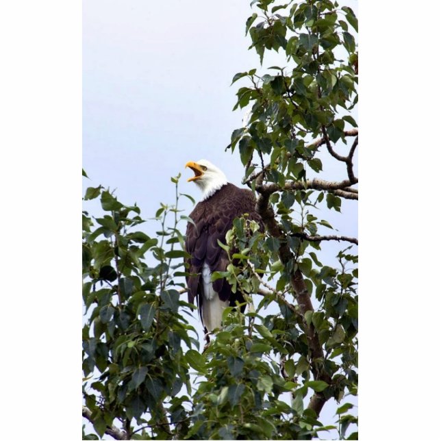 Weißkopfseeadler im Baum Freistehende Fotoskulptur (Vorne)