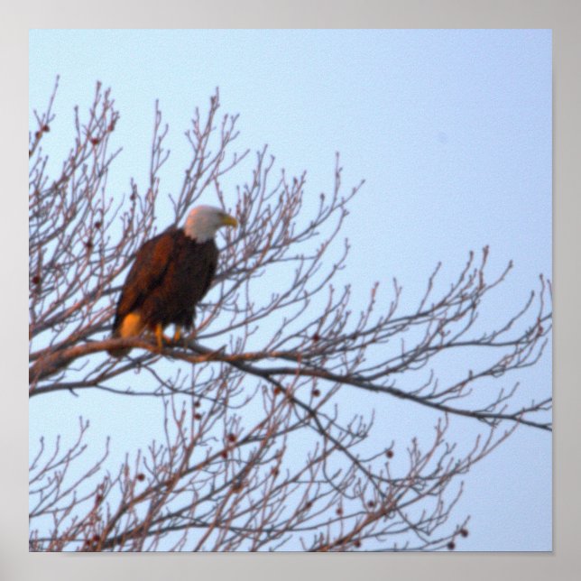Weißkopfseeadler im Baum Poster (Vorne)
