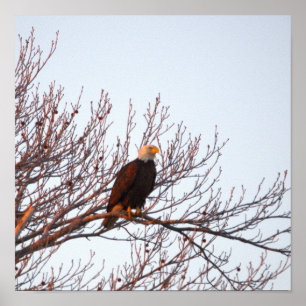 Weißkopfseeadler im Baum Poster