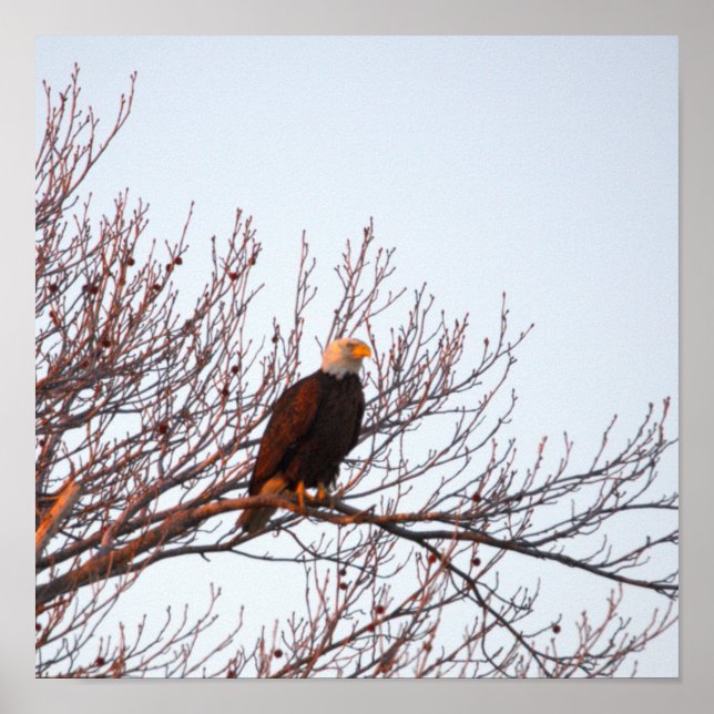 Weißkopfseeadler im Baum Poster (Vorne)