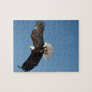 Weißkopfseeadler im Flug