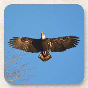 Weißkopfseeadler im Flug1 Untersetzer