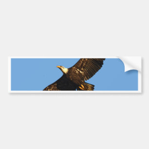 Weißkopfseeadler im Flug 2 Autoaufkleber