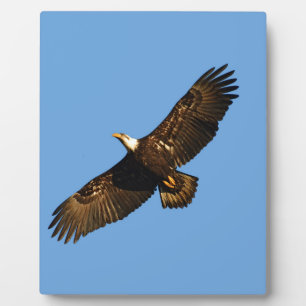 Weißkopfseeadler im Flug 2 Fotoplatte