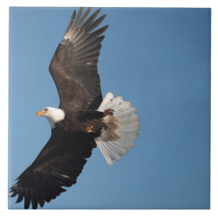 Weißkopfseeadler im Flug Fliese