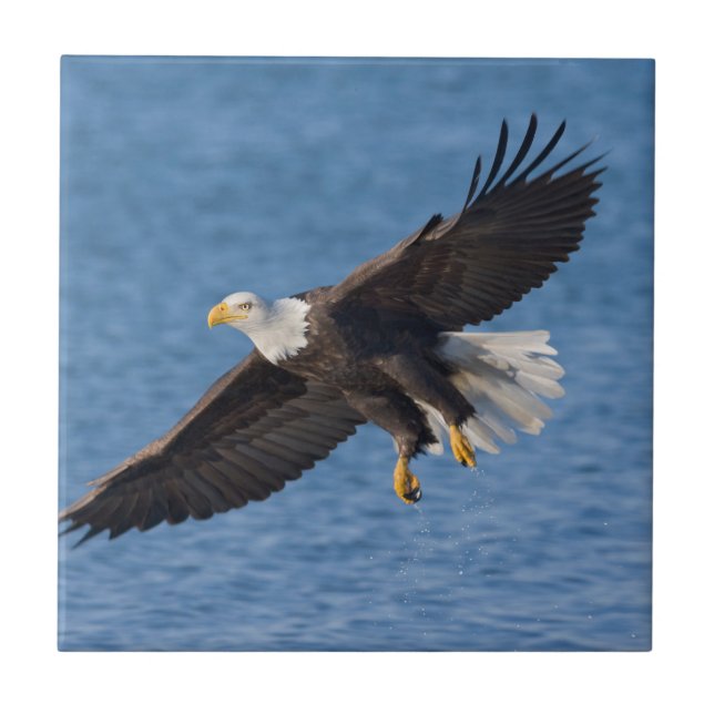 Weißkopfseeadler im Flug Fliese (Vorderseite)