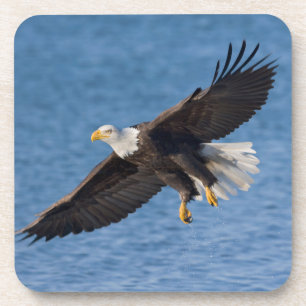 Weißkopfseeadler im Flug Getränkeuntersetzer