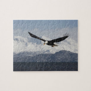Weißkopfseeadler im Flug, Haliaeetus leucocephalus