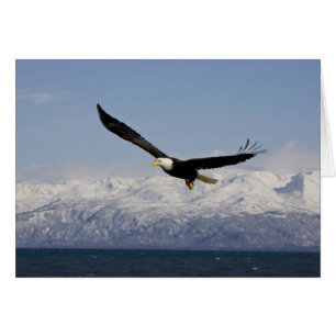 Weißkopfseeadler im Flug, Haliaeetus leucocephalus
